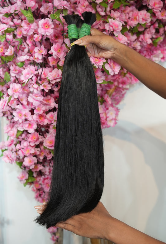 Vietnamita Castanho 50/55CM